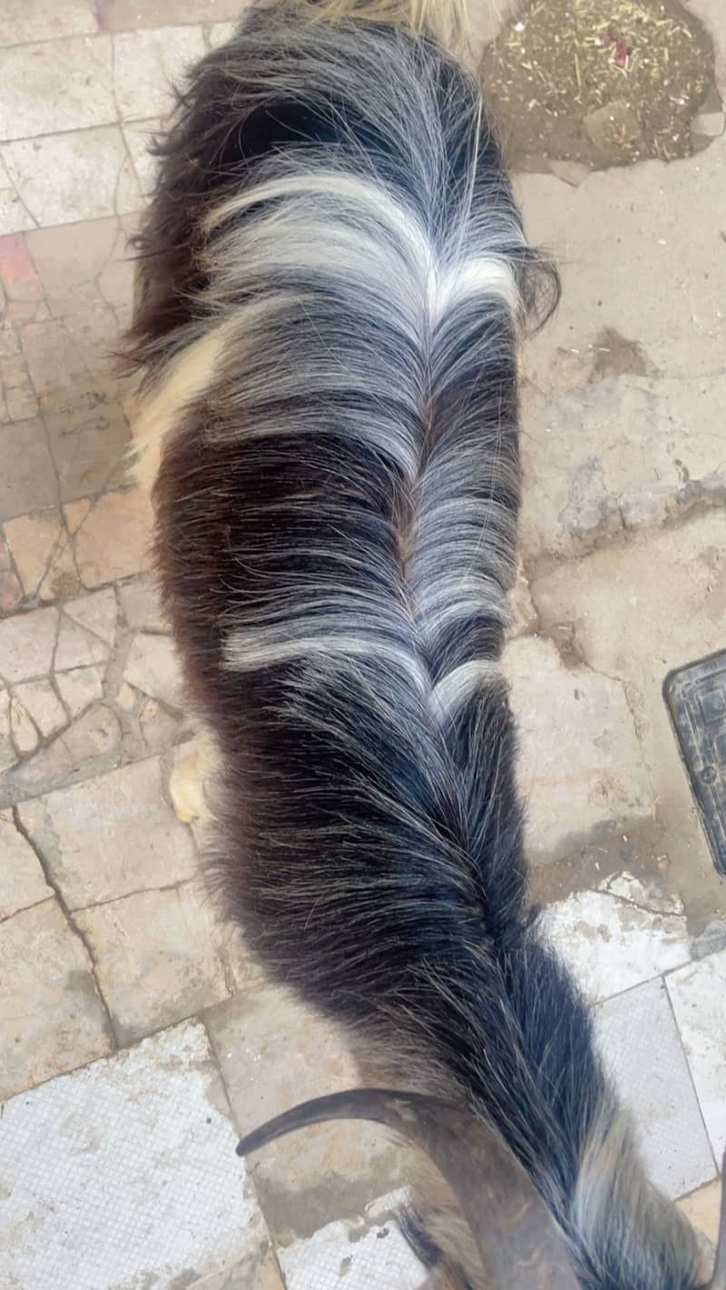 Fancy bakre 1