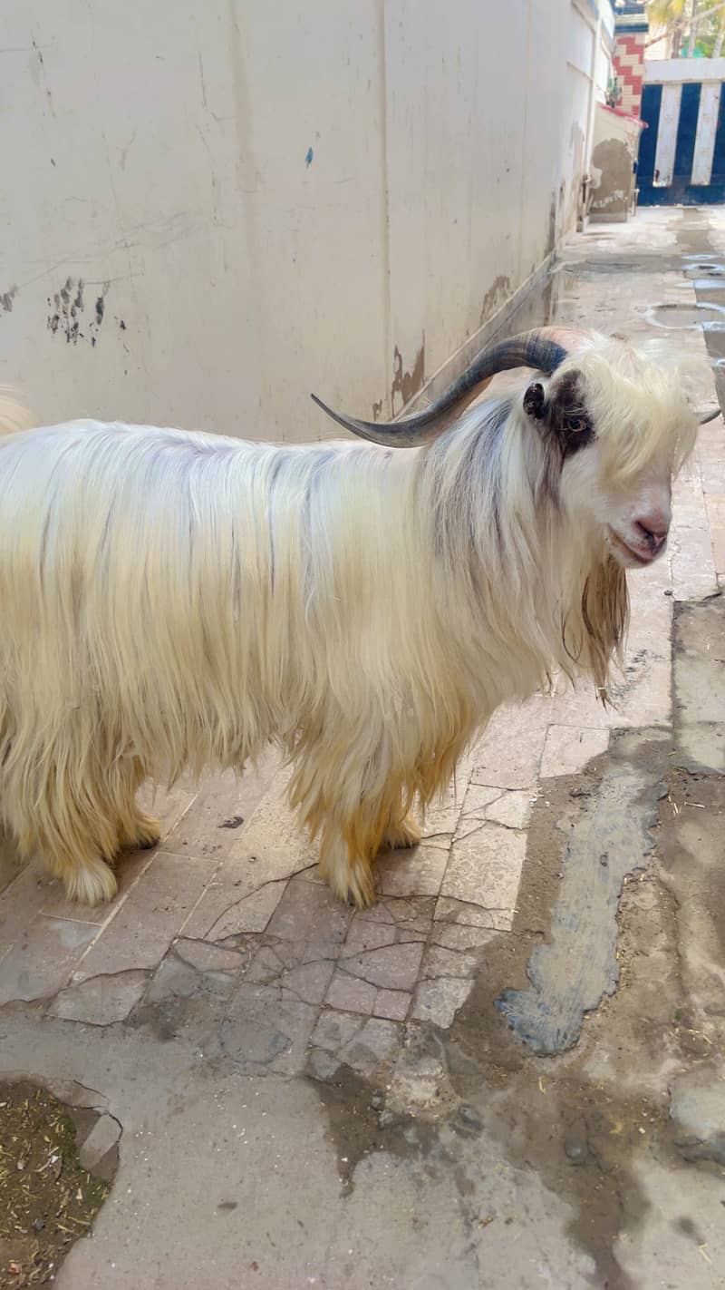 Fancy bakre 2
