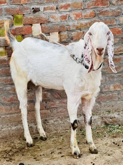 Rajanpuri croos