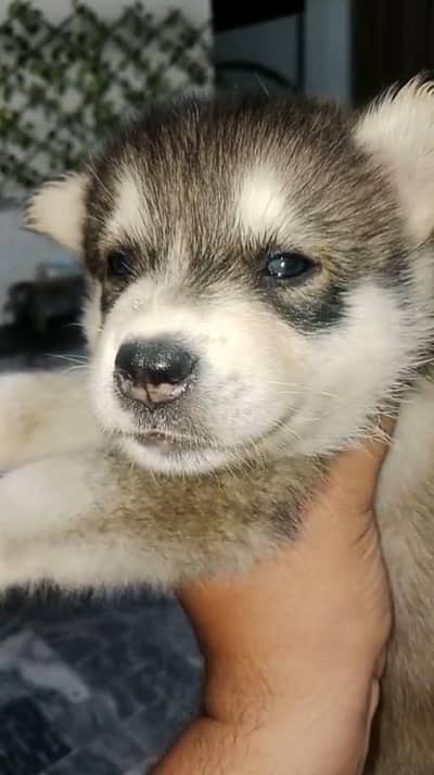 husky male puppy available buyers contact us