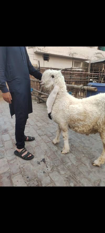 kajla/Mundra/sheep/Kajla chatra/mundra chatra/kajli sheep/Bakri/Bakra/