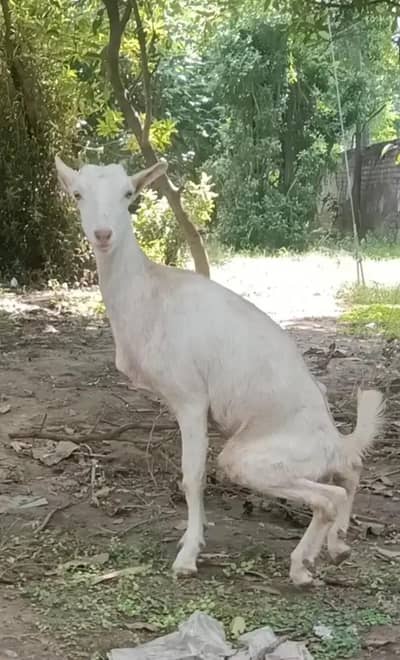barbari goat