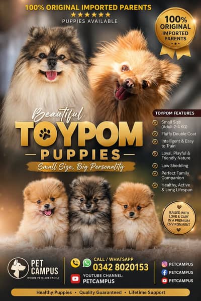 TOYPOM TEACUP SIZE PUPPIES