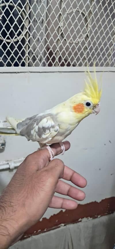 Handtame Cocktail  | Cocktail Pair | Breeder Pair | Handtamed |