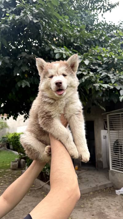 Husky pupps Pair And single Available