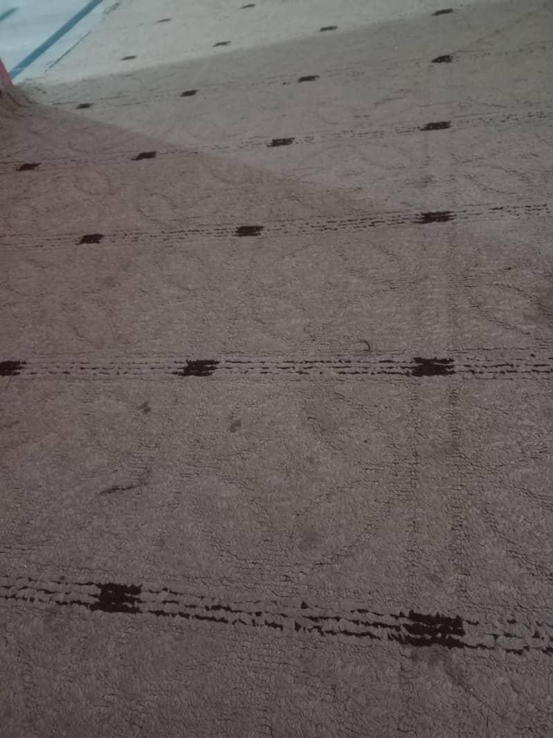 کالین carpet 1