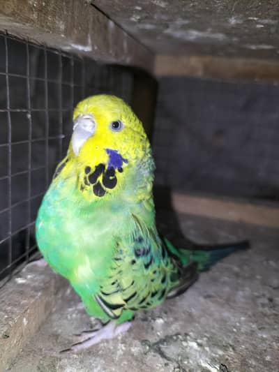 Under exhibition/king Budgie Female