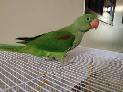 raw parrot