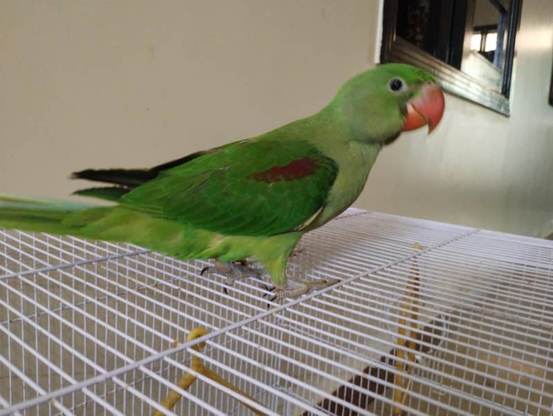 raw parrot 0