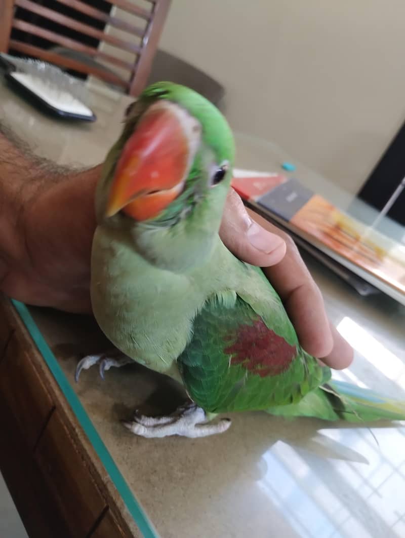 raw parrot 1