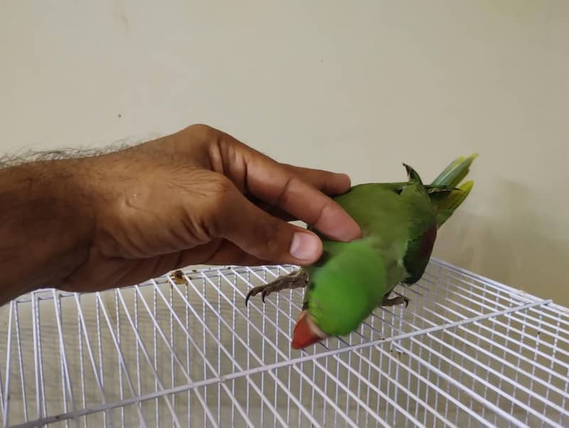 raw parrot 2