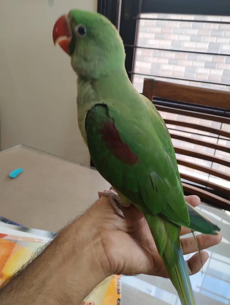 raw parrot 3