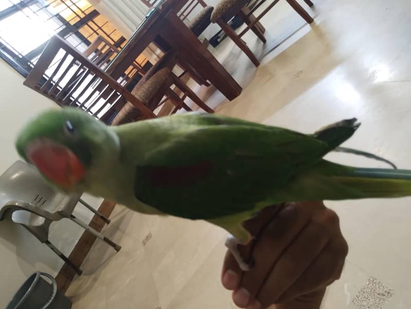raw parrot 4