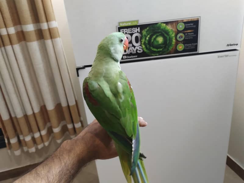 raw parrot 5