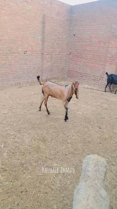 Nagra Beetal | Qurbani Bkra | High-quality male |  2 daant |