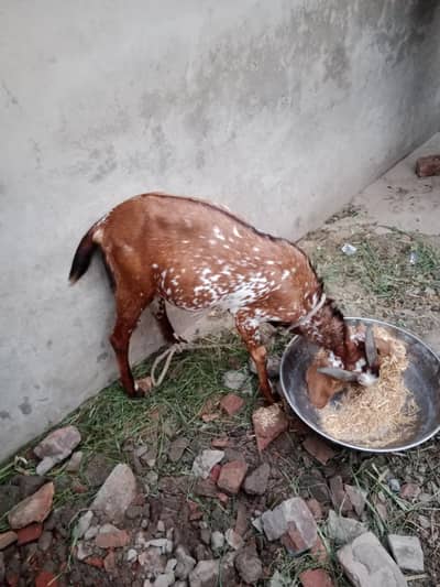 bakkra qurbani ka