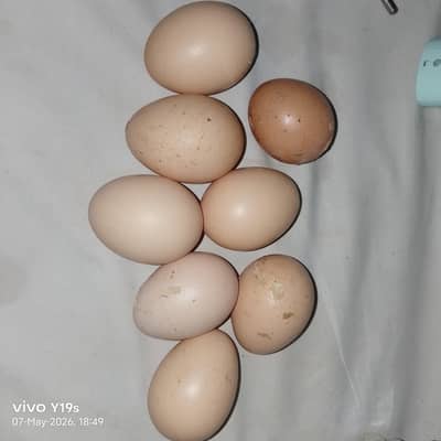 white king size shamo egg 100% fertile