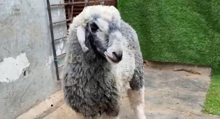 Bakra Dumba 0