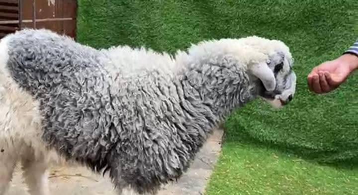 Bakra Dumba 1