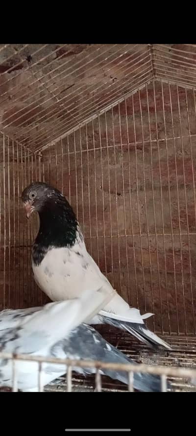 Pigeon setup contact only number