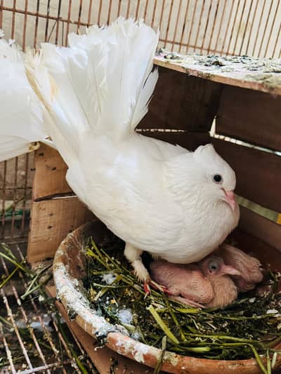lakka kabutar (pigeons) breeder pair with chicks