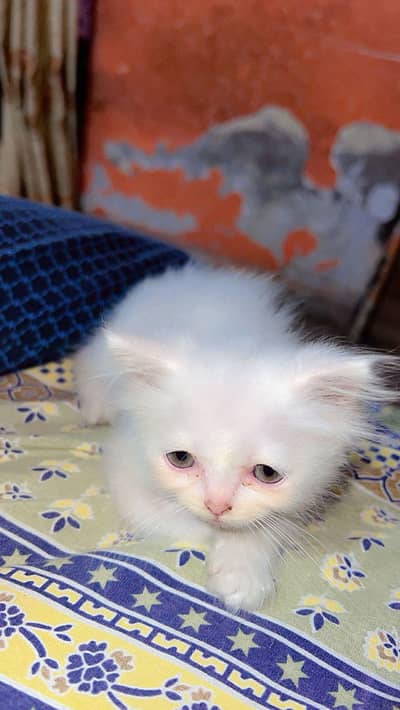 PERSIAN CAT TRIPLE COAT