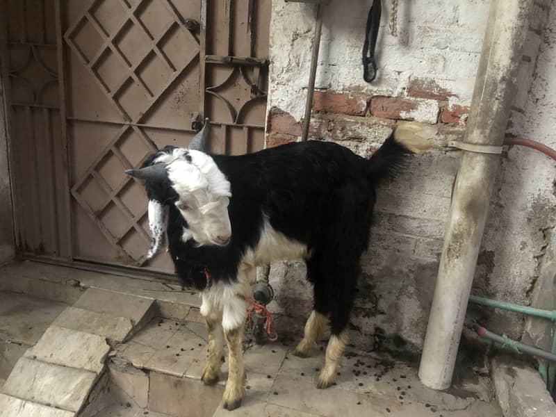 Bakra ando 0