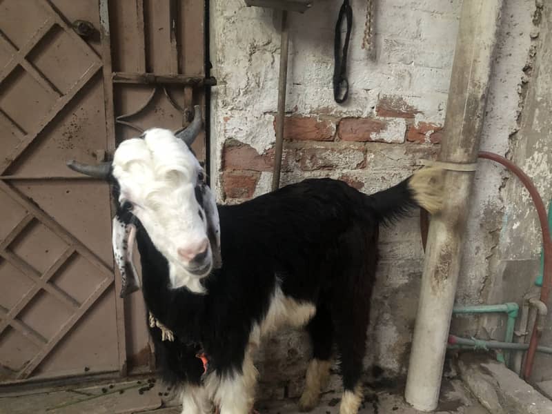 Bakra ando 1