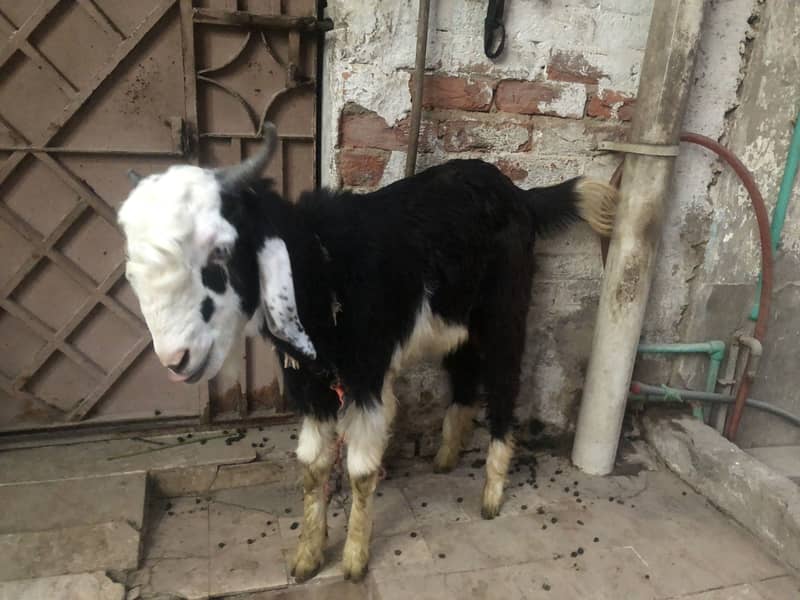Bakra ando 2