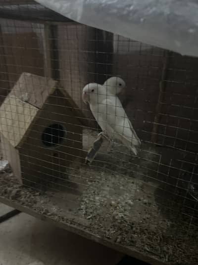Love bird white pair