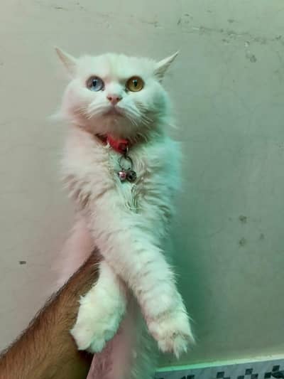 White persian cat and kittens