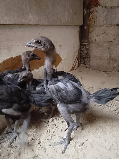 Dragon Chicks for sale in cheap price