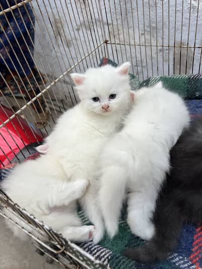 Persian kitens
