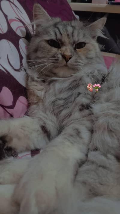 Pure Persion Female cat