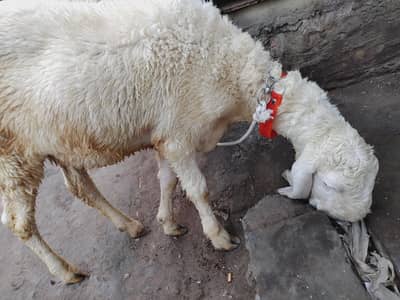 2 dumba for sell Ghar Ka pale howe