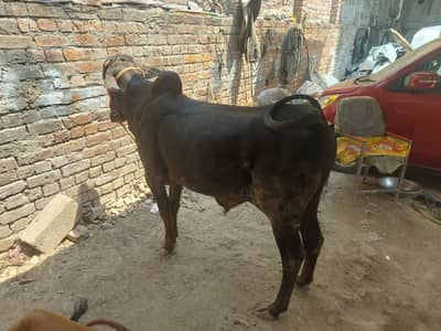Desi sahiwal nasal k bachry for sale