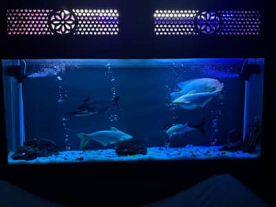 “Fresh Quality & active Fish for Sale”
