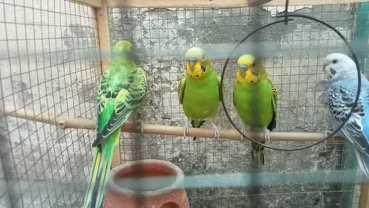 bujrey parrots