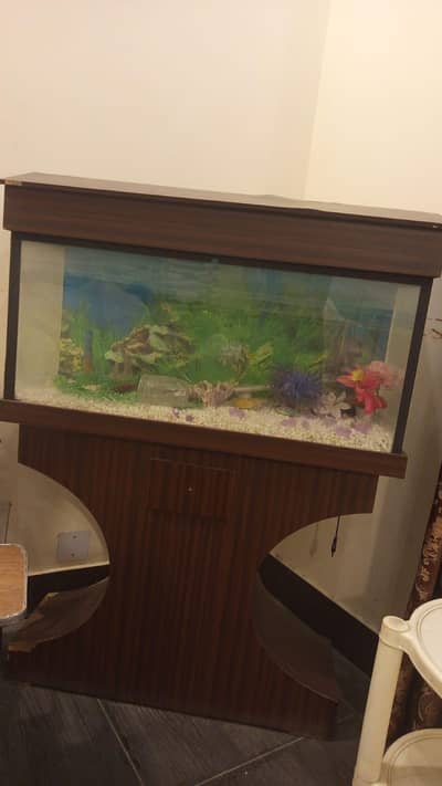 Beautiful Decorative Fish Aquarium with Lights, Stones & Plants