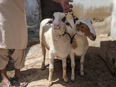 2 Male Bheer (Sheep) for Sale – 7 Month, Healthy & Strong