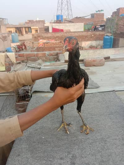 2 hens pure Mianwali aseel murgi agr 1 year