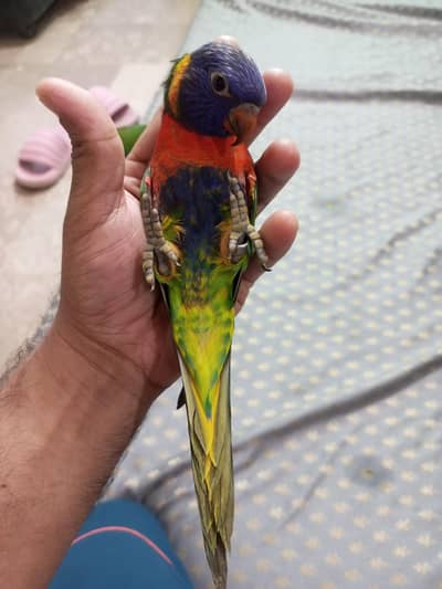 swinson lorry pair with DNA and african grey male