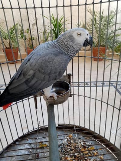 african grey male with DNA