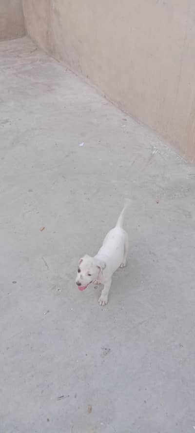 beautiful dog