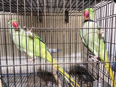 Alexandrine Parrot  Breeder and talking