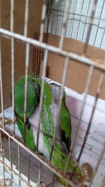 Raw Parrot Chick