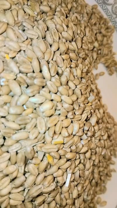 Gandum Wheat for sale Primum Quality Grains