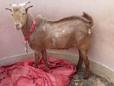 teddy andu bakra