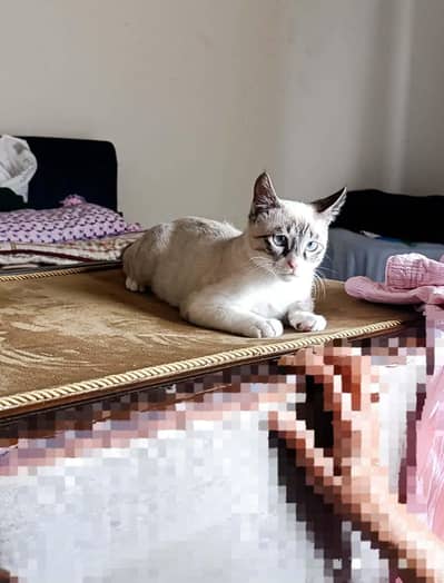 Male Persian cat