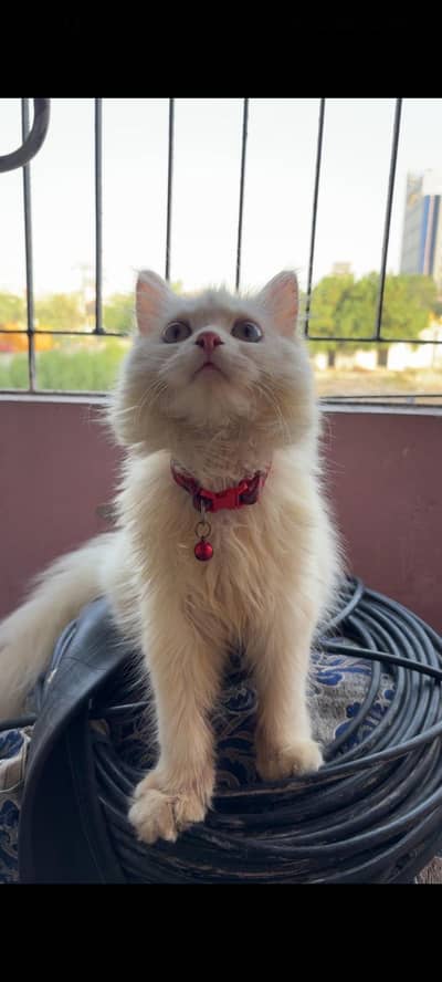 white female cat